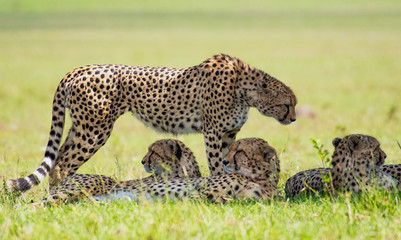 African Cheetah sitting in Masai Mara