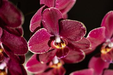 Profusely blooming phalaenopsis with a silky structure of petals shimmers in the sun. Selective focus, close-up, macro