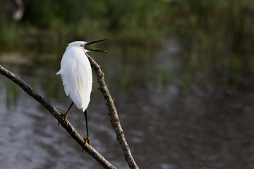 Little egret in Aiguamolls de l'Empordà Nature Reserve, Girona, Catalonia, Spain