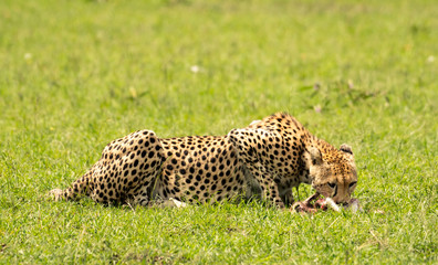 Cheetah eating a baby antelope in Masai Mara