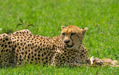 Cheetah eating a baby antelope in Masai Mara