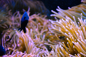 Fische