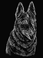 Obraz premium Black German Shepherd vector hand drawing portrait