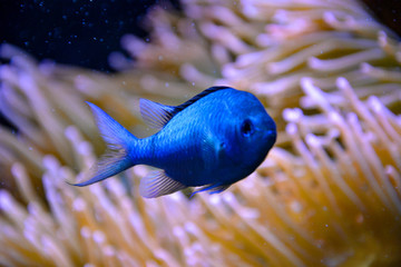 Fische