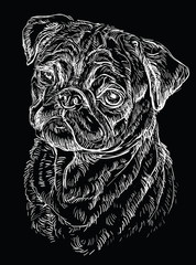 Black Pug vector hand drawing portrait