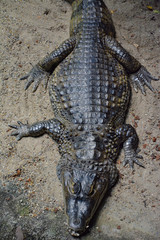 Obraz premium Krokodil