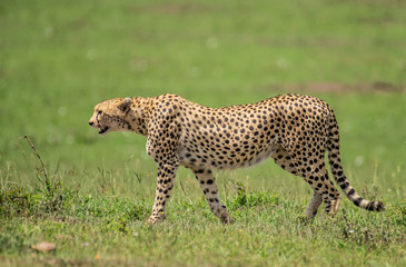 African Cheetah walking in Masai Mara