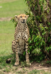 African Cheetah sitting in Masai Mara