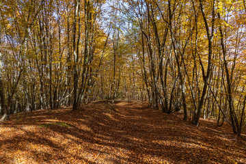 Fototapeta premium Route through the cliffs of Avenc and Tavertet