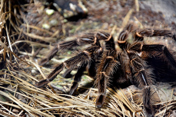 Vogelspinne