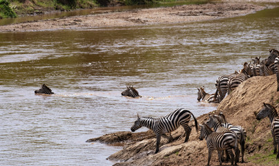 Fototapeta na wymiar A herd of zebras crossing the river