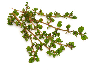 Corchorus depressus, commonly known as Baphuli. Isolated on white background