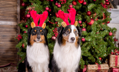 Dogs breed Australian shepherd sitting under a Christmas tree in Christmas decorations, in a Christmas hat, portrait close-up, photo Studio, new year, decorated Christmas tree
