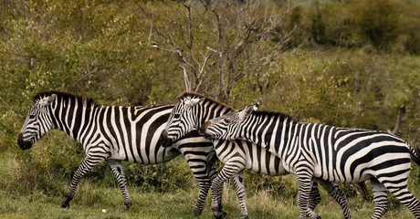 Fototapeta na wymiar A herd of zebras in Masai Mara