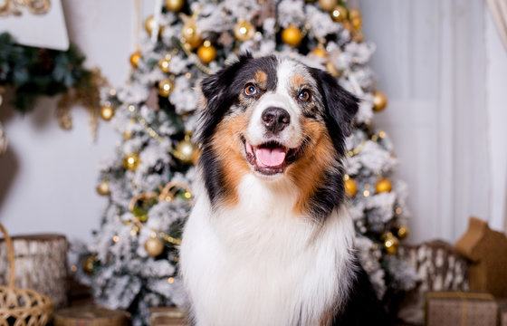 Dog breed Australian shepherd portrait close-up next to a Christmas tree in Christmas decorations, photo Studio, new year, decorated Christmas tree