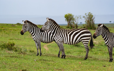 Fototapeta na wymiar A herd of zebras in Masai Mara