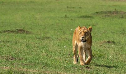 Lioness walking in Masai Mara