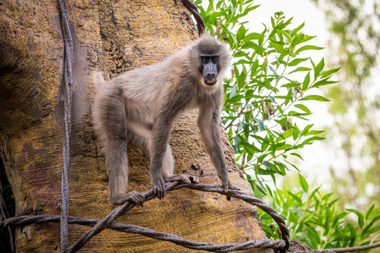 Cherry-crowned mangabey monkey, also known as the red-capped mangabey, collared mangabey, or the white-collared mangabey