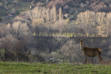 Naklejka na ściany i meble Deer in Capcir, Pyrenees, France