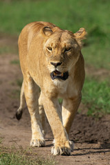 Obraz na płótnie Canvas Lioness walking in Masai Mara