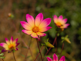 Fototapeta premium Pretty single Dahlia flowers with pink and yellow petals in an autumn garden