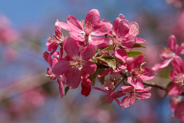 blooming cherry blossom, saruka tree.