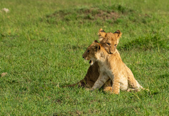 Obraz na płótnie Canvas Lion cubs playing and grooming in Masai Mara