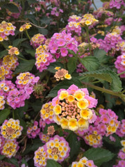 flowers in the garden