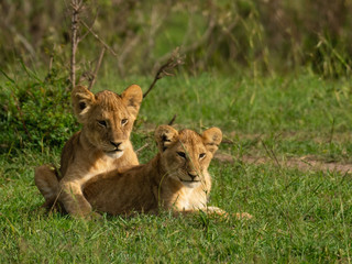 Lion cubs playing and grooming in Masai Mara
