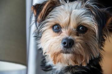 Closeup of a Yorkshire terrier