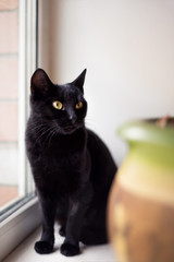 Black shorthair cat looking in window in veterinary clinic. Cat looking for home. Homeless black cat with yellow eyes after sterilization and without fleas and helminths
