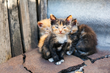 A small kitten from a small flock of homeless street kittens looks with care. Homeless abandoned...