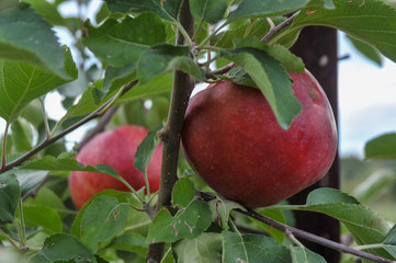 Apple Orchard Tree Before Harvesting