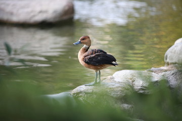 duck