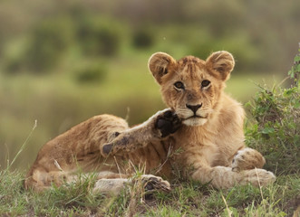Naklejka na ściany i meble Lion cubs playing and grooming in Masai Mara