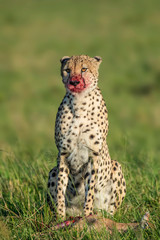 Fototapeta na wymiar Cheetah eating a baby antelope in Masai Mara