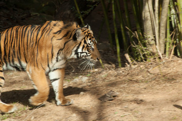 Tiger Walking in the woods