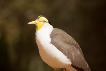 Bird with a yellow head