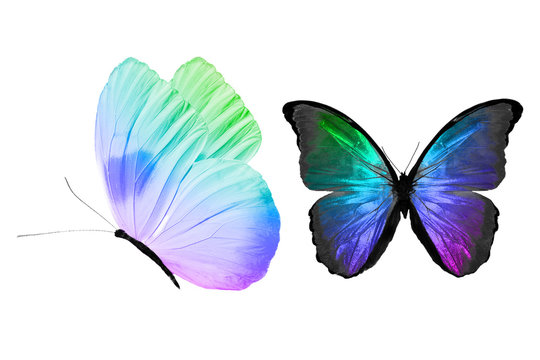rainbow butterfly" photos royaltyfree images graphics