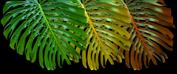 Feuilles de philodendron monstera deliciosa sur fond noir  © Unclesam