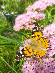 Schmetterling