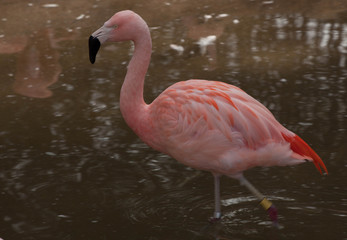 Pink Flamingo outdoors in water