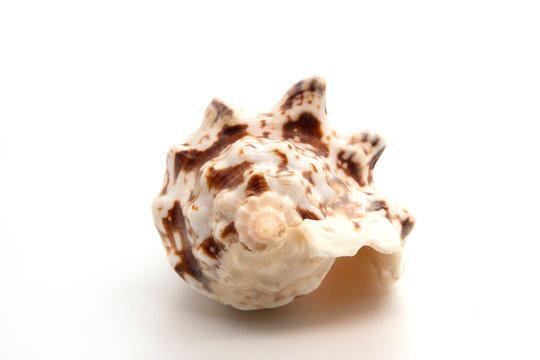 sea shell isolated on white background