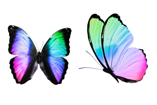 Rainbow monarch butterfly ( Butterflies ) Rainbow butterfly Art
