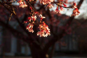 Tree with red leaves outdoors in the sunshine