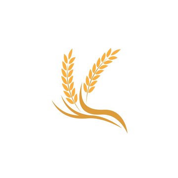 Agriculture wheat Logo Template vector icon