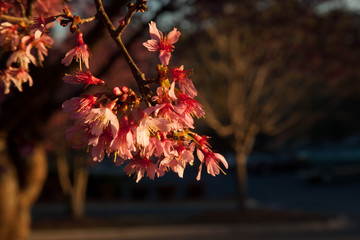 Tree with red leaves outdoors in the sunshine
