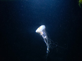 Qualle