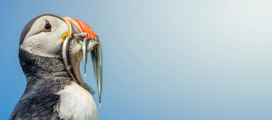 Deurstickers Papegaaiduiker Banner met Noord-Atlantische papegaaiduiker die haringen vasthoudt op het Faeröer-eiland Mykines met direct licht en kopieerruimte voor tekst, nazomer