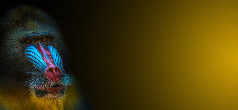 Banner with portrait of African colorful mandrill at black and yellow gradient background with copy space for text, closeup, details